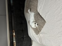 4 aylık terrier