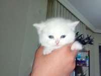 Beyaz british shorthair yavrularım yeni yuvasını arıyor