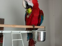 Ara Macaw Papağanı 10 Aylık
