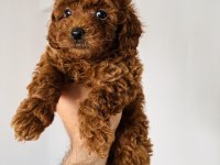 Peluş Tadında Orjinal Minik Boy Poodle Bebekler