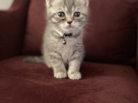 1,5 aylık 1 erkek ve 1 dişi british shorthair yavru