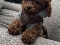 Toy Poodle Yavrusu