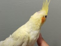 Yavru sultan papağanı