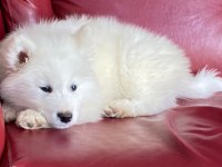 Harika samoyed bebeklerim