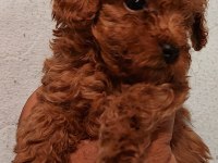O bir prenses poodle