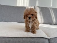 Irkının en kaliteli yavrusu ev doğumlu teacup boy maltipoo