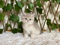 Ay11 Erkek Ayı Kafa British Shorthair