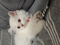 Orijinal British Longhair Anne Babadan Maviş Yavru