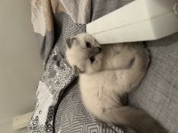 Scottish Fold Blue Point