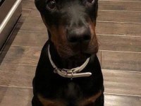 Aşılı ve aşısız doberman biblo gibi yavrular