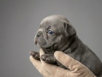 Exotic micro french bulldog yavruları