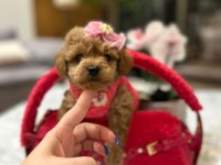 Korenin güzeli maltipoo 0 boy Mona