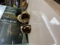City Pet Shop Güvencesiyle Sağlıklı Ginepigler