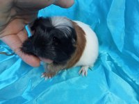 Üreticisinden Safkan Coronet Bebek Ginepig