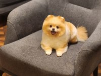 FIRSAT Hamile Ayı surat Dişi Pomeranian