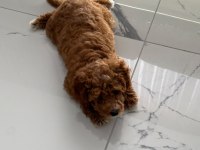 3,5 aylık toy poodle ped eğitimli