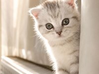 3 Aylık Scottish Fold Dişi