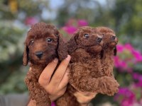 Irk ve sağlık garanti belgeli toy poodle yavruları