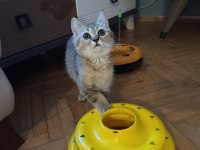 British shorthair kedilerimizi sahiplendiriyoruz