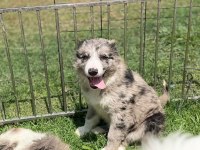 Blue Merle Border Collie Yavrular