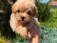 Kore maltipoo yavrular