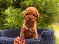 Safkan Toy Poodle Bebekler