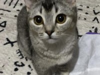 British shorthair dişi 7 aylık