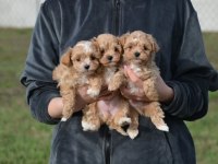 Mini boy tuvalet eğitimli maltipoo bebekler