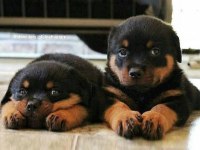 Evinizin neşesi rottweiler bebişler her yere kapıda öde