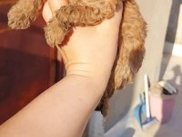 Dişi erkek poodle yavrular