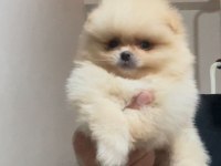 Pomeranian boo yavrularımız