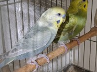 Jumbo rainbow yerli çek japones muhabbet kuşu hazır takımlar