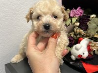 MALTİPOO YAVRU KÖPEKLER