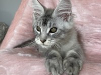 Gümüş renkli maine coon erkek