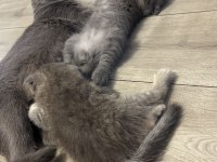 Scottish fold blue point yavrularım sahiplendirilecektir