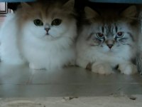 British Longhair yavrular