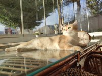 British Shorthair Ny11 Dişi