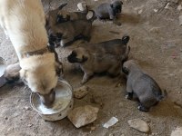 Orjinal sivas kangal yavruları