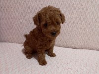 Kore toy poodle yavrularımız
