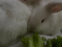 Dişi erkek yavru tavşanlarımız yeni yuvalarını bekliyor