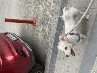 Pamuk terrier oğlum
