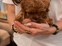 Maltipoo Canlarım Ev Üretimi