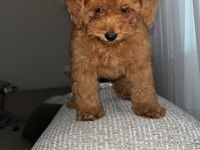 Toy Poodle Yavrularımız