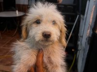 MALTİPOO KÖPEKLERİ