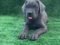 Dev cane corso yavruları