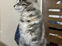 Geleceğin Dev Güzeli Safkan Maine Coon Dişi