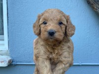 Orjinal ırk maltipoo yavrular sağlık garantili teslim