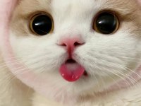 ÜCRETSİZ SAHİPLENME SCOTTİSH FOLD KEDİMİZ