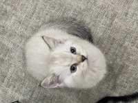 British Shorthair golden yavru