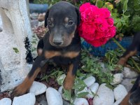 Minik doberman köpekler yeni yuvalarını arıyor
